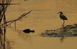 Egret and alligator