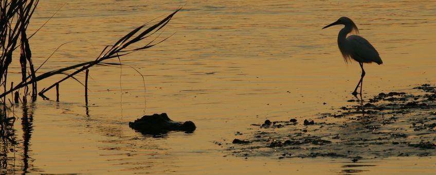 Egret and alligator