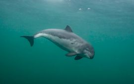 Bruinvis in de Noordzee