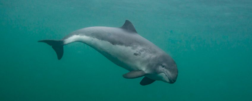 Bruinvis in de Noordzee