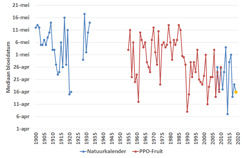 Figuur 1: Mediaan van de appelbloei in de jaren 1900 tot en met 2018. 2019 is nog een schatting omdat nog niet alle waarnemingen van dit jaar binnen zijn