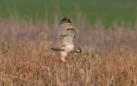 André Eijkenaar, Natuurkijker Jagende Velduil