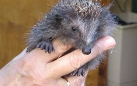 vzz egel in de egelopvang