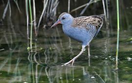 Thomas Landgren, Flickr, CCBYNCND Waterral