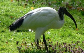Heilige ibis
bij bericht natuurmonumenten 26 april 2012
