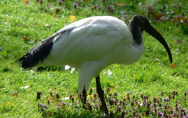 Wikimedia, fotograaf Else Heilige ibis
bij bericht natuurmonumenten 26 april 2012
