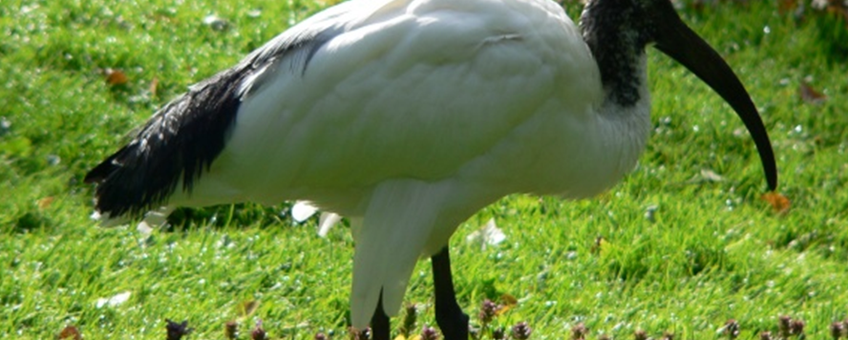 Heilige ibis
bij bericht natuurmonumenten 26 april 2012