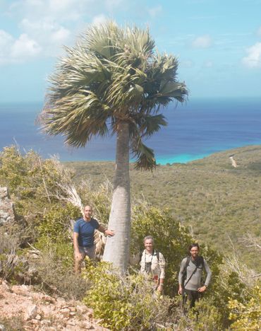 Sabal antillensis on Curaçao