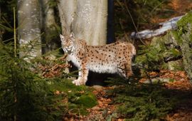 Jan Nijendijk, Saxifraga Lynx