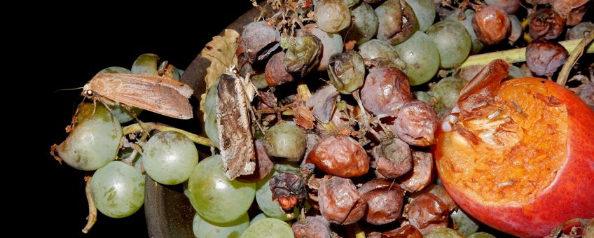 Fruitschaal met huismoeders - primair
