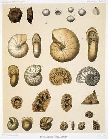 Deze tekeningen uit de 19e eeuw tonen foraminiferen die zijn verzameld tijdens een oceanografische expeditie. De hier afgebeelde soorten leven op de bodem van de oceaan en voegen tijdens hun leven kamertjes met calciumcarbonaat toe aan hun schelp. Op deze plaat staan soorten die een spiraalvormige schaal vormen