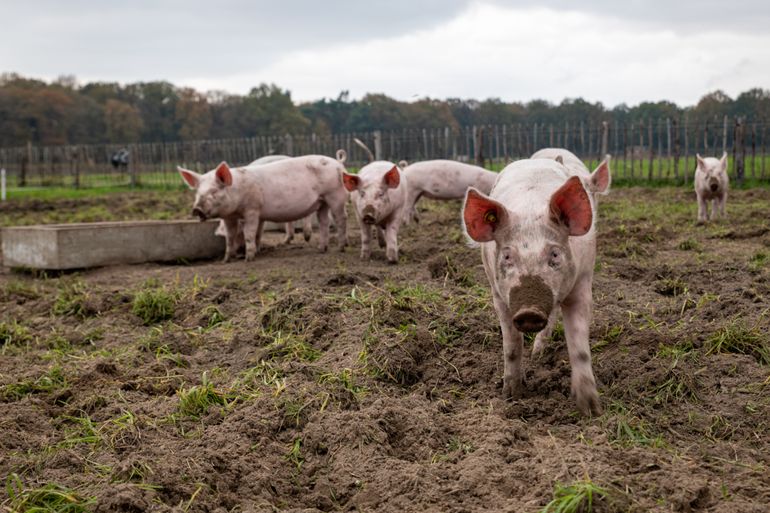 Varkens op Herenboerderij Goedentijd