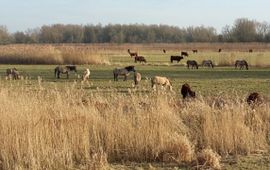 Tanja de Bode, FREE Nature Rode geuzen en konikpaarden in het Munnikenland