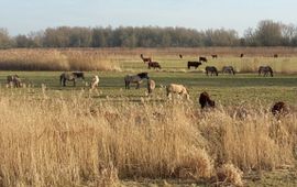 Rode geuzen en konikpaarden in het Munnikenland