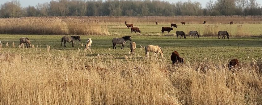 Rode geuzen en konikpaarden in het Munnikenland