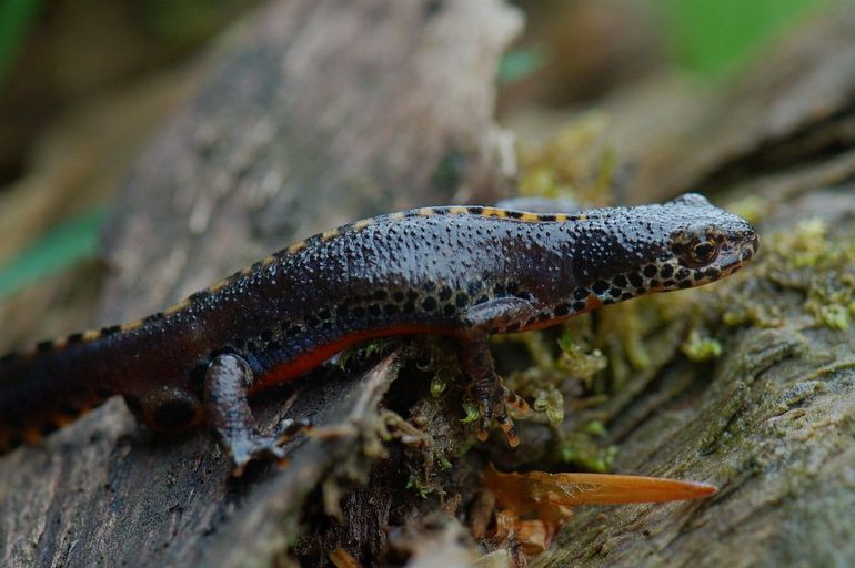 De alpenwatersalamander is in het blauw op weg naar zijn voortplantingswater 