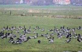 Rotganzen op Terschelling 