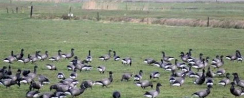 Rotganzen op Terschelling 