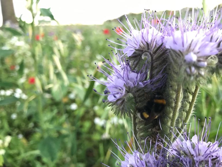 Kleine zoogdieren, vogels en insecten profiteren van de agrarische natuur