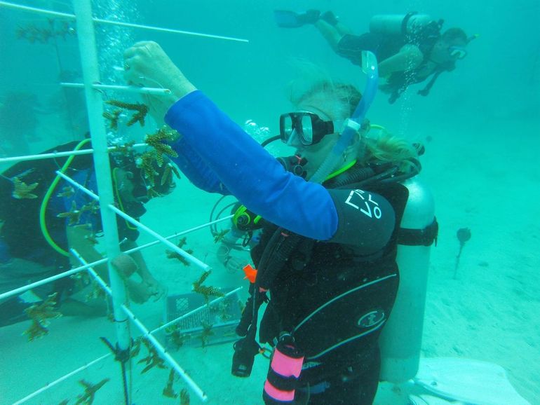 Coral Restoration Roadmaps zijn ontworpen om koraalpopulaties in het Caribisch gebied te redden, herstellen en uit te breiden. 