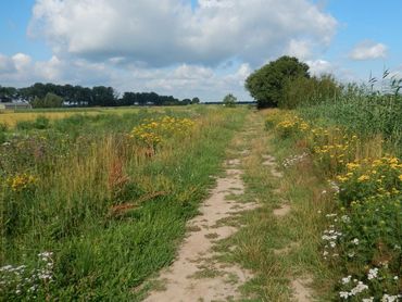 Bloemrijke plekken zijn erg schaars geworden in het landbouwgebied