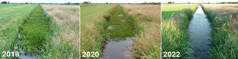 De invasie van invasieve Amerikaanse rivierkreeften leidde tussen 2018 en 2022 tot het volledig verdwijnen van Krabbenscheer in het Reeuwijkse Hout in het Groene Hart 