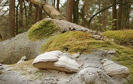 Nico Dam Fomes fomentarius: Echte tonderzwammen op een omgevallen beuk, helemaal wit bestoven door eigen sporenpoeder.