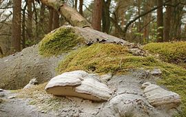 Fomes fomentarius: Echte tonderzwammen op een omgevallen beuk, helemaal wit bestoven door eigen sporenpoeder.