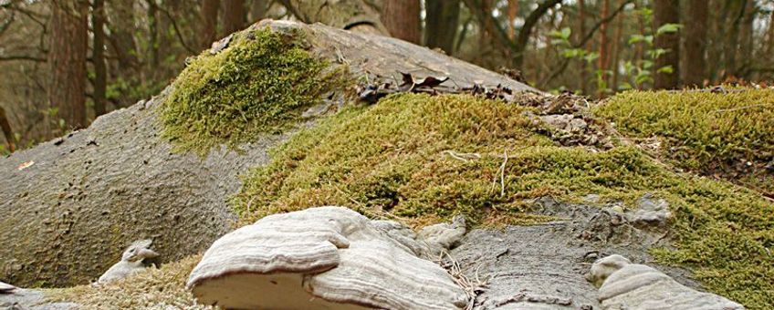 Fomes fomentarius: Echte tonderzwammen op een omgevallen beuk, helemaal wit bestoven door eigen sporenpoeder.