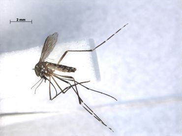  Denguemug, een van de meest voorkomende muggensoorten op de eilanden