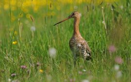 Grutto in broedhabitat