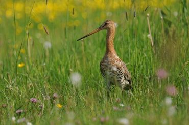 Grutto in broedhabitat