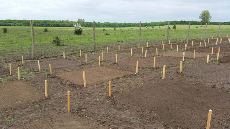 In 2016, a new study was added with soil transplantation. This involved experimenting with thin layers of (living) soil from different types of donor natural areas
