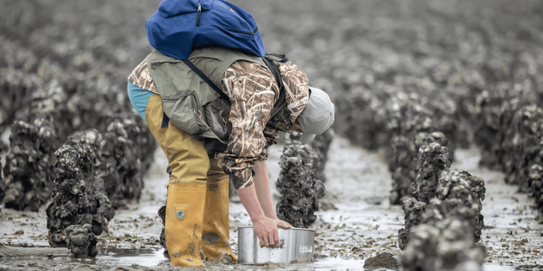 Volunteer is washing the samples