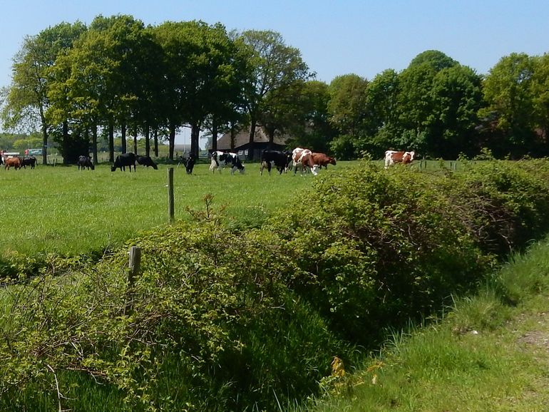 Kleinschalig boerenland