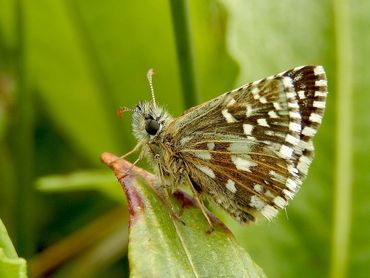 Aardbeivlinder, een zeldzame en bedreigde soort