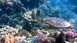 Schildpad en koraal