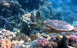 Schildpad en koraal