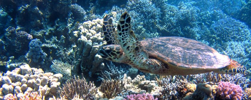Schildpad en koraal
