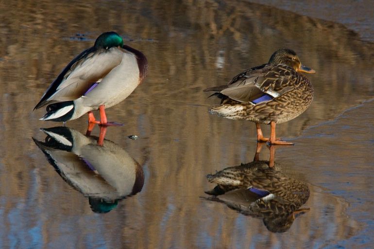 De wilde eend herken je aan de blauwe spiegel