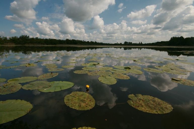 De eerste bloemen van de gele plomp komen boven het water uit