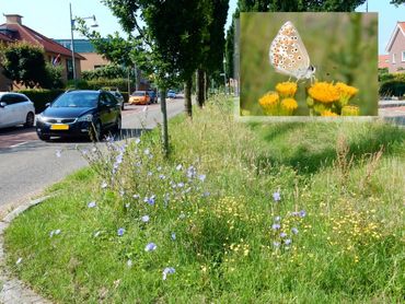 Bruin blauwtje (inzetje) is een typische soort van bloemrijke wegbermen