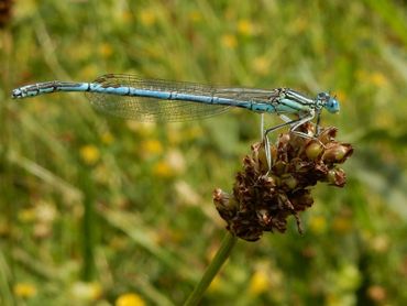 De blauwe breedscheenjuffer is meer geteld dan de vorige jaren, met name in Gelderland en Overijssel