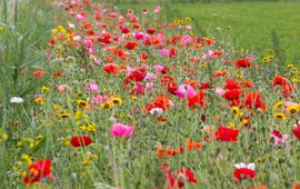 Bloemenmengsel in akkerrand