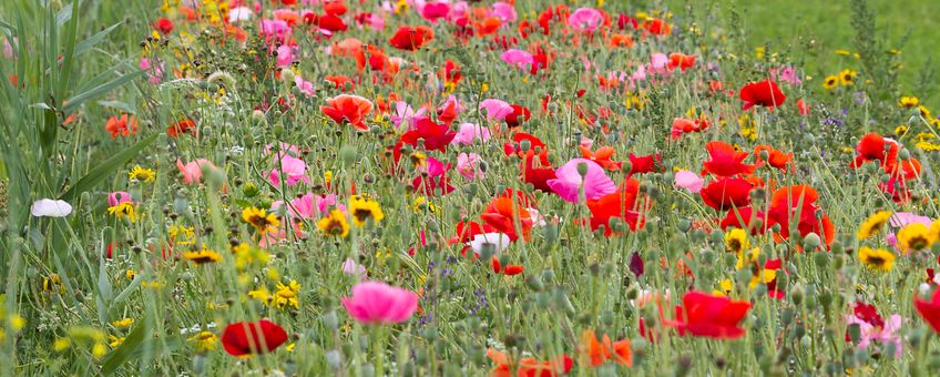 Bloemenmengsel in akkerrand