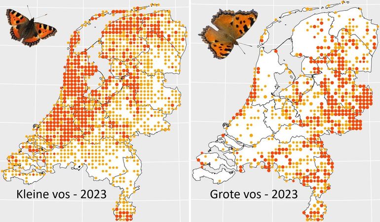 Verspreidingskaartjes van de kleine (links) en grote vos (rechts) in 2023