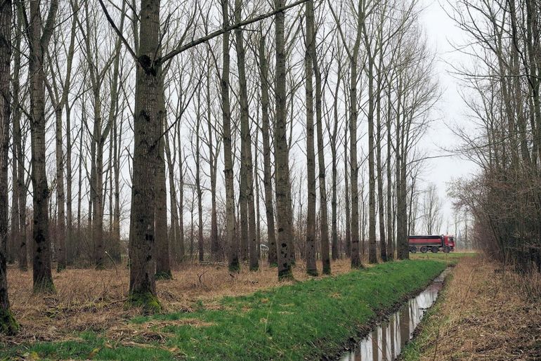 Eerste vindplaats van de vermiljoenkever in Gelderland