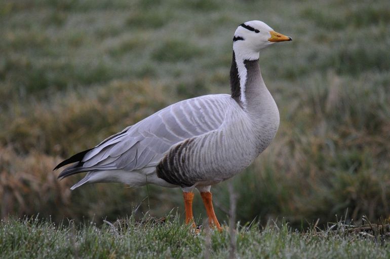 Indische ganzen in Nederland zijn nakomelingen van ontsnapte vogels