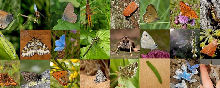 vlinders en libellen puzzelen - primair