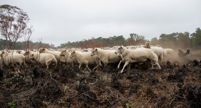 Zodra het kon kwamen de schapen in het gebied om pioniers onder controle te houden